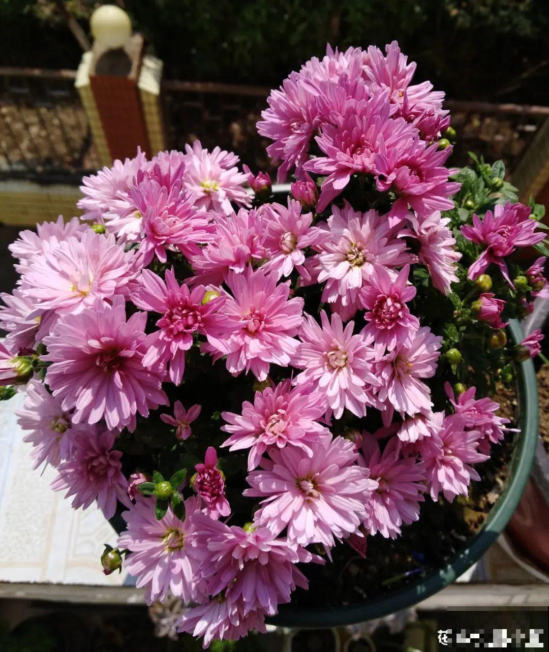 25种晒不死的花，越晒越开花，天再热也不怕！