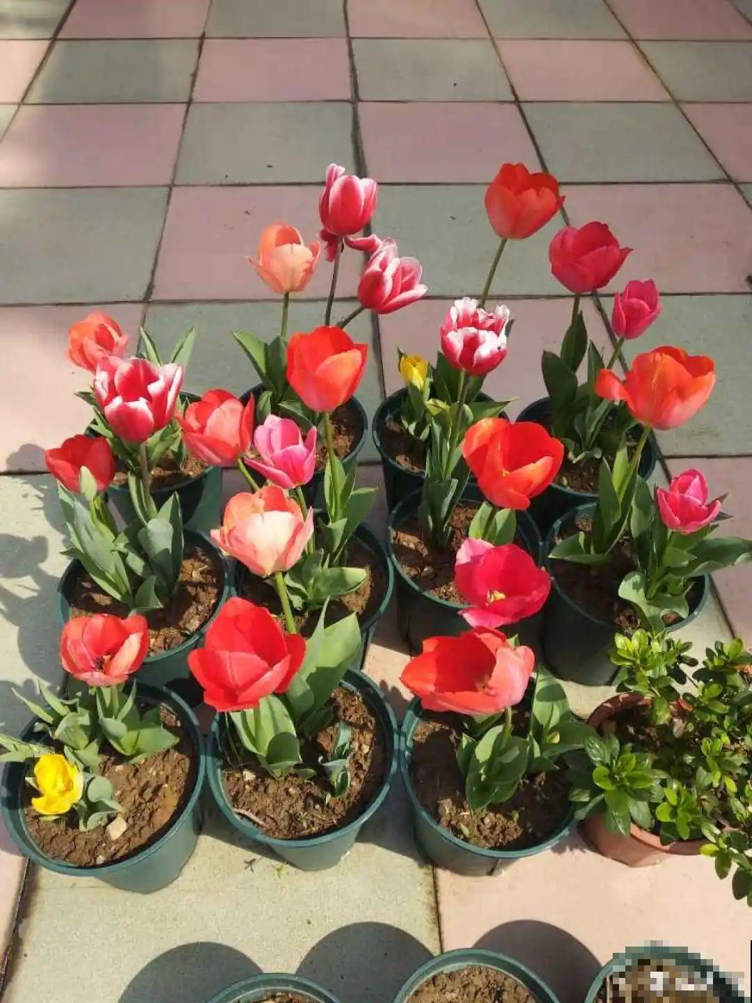 3种花春天别买了，养不活还浪费钱，简直好心疼！