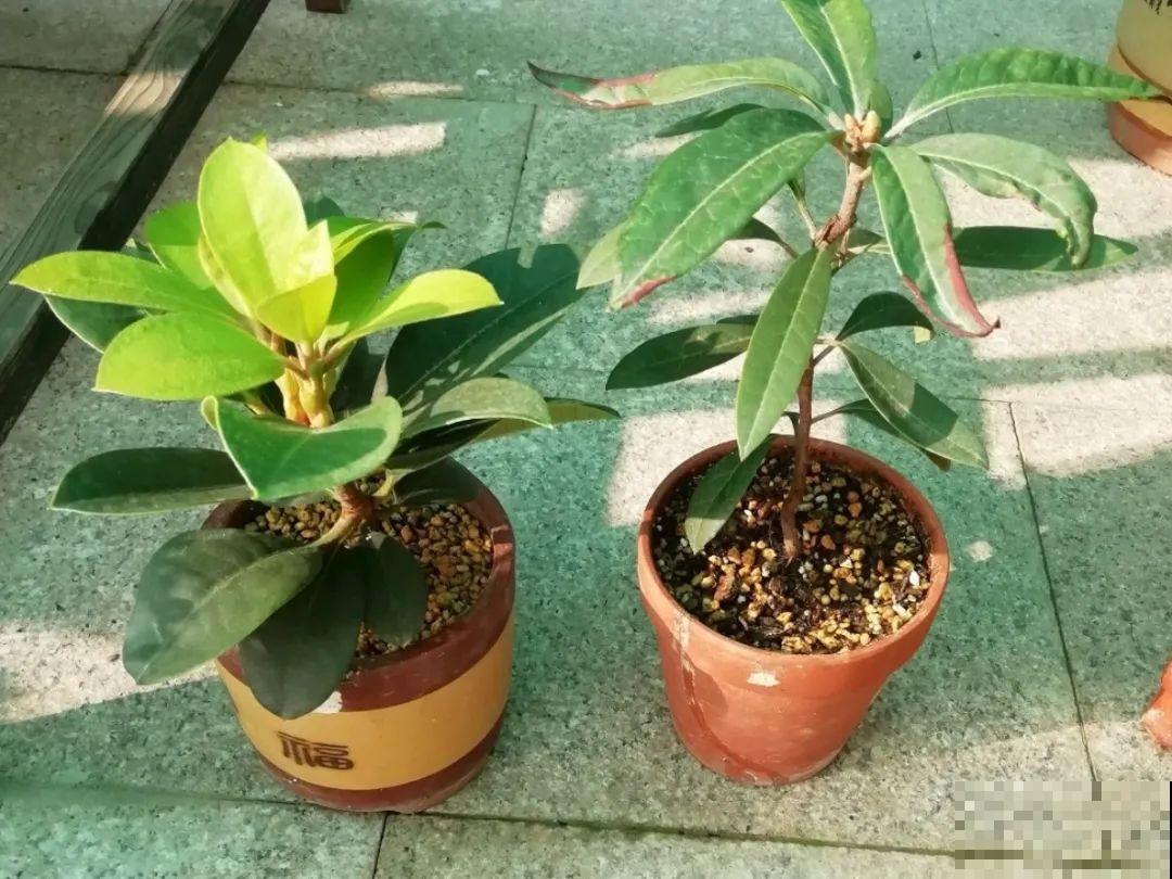 特名贵的杜鹃品种，开花比碗口还大，零下30℃冻不死！