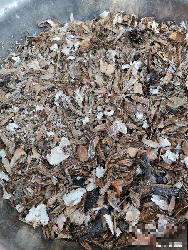 家里养兰花，做好这4点，想养死都难！