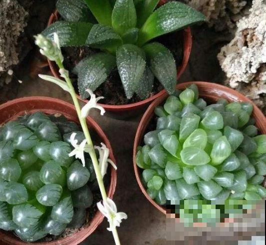 玉露长得晶莹剔透，叶子似碧玉，原来全靠闷养，一个塑料瓶解决！