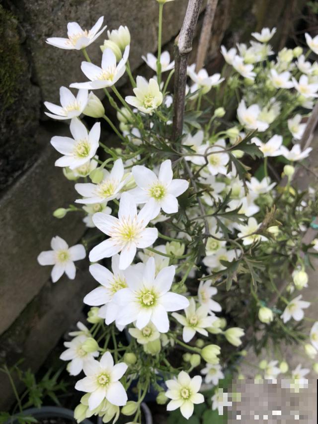 阳春三月，出门踏青，原来有这么多漂亮花！