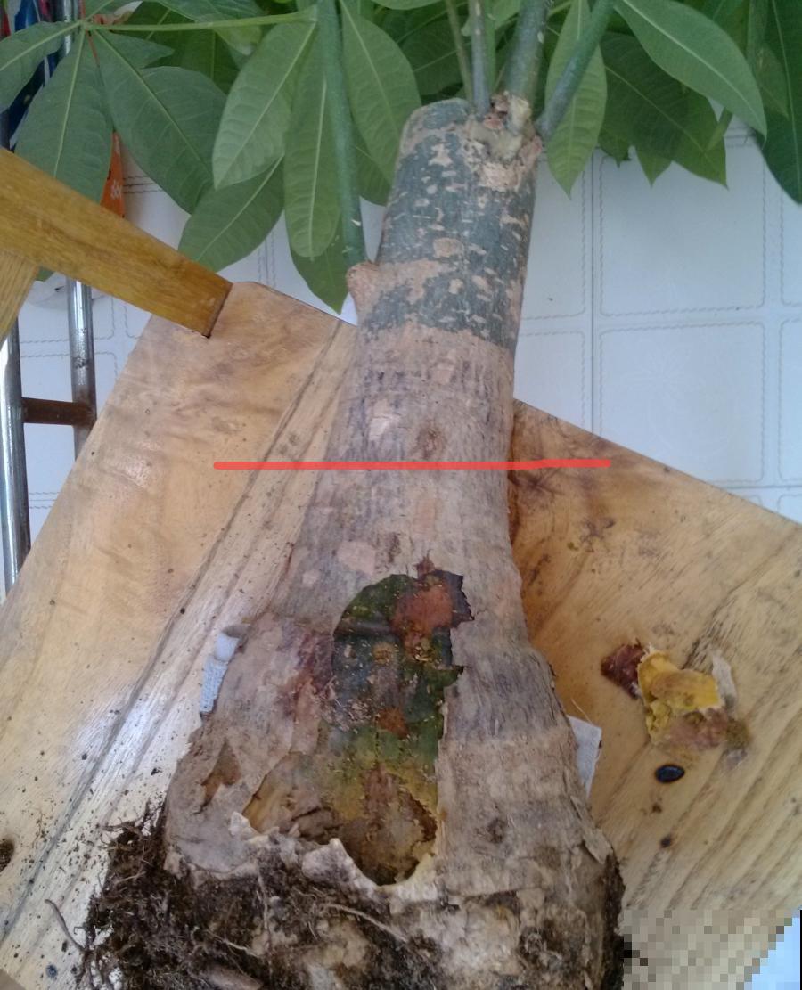 天热了，8种花不能乱浇水，小心浇完就死！