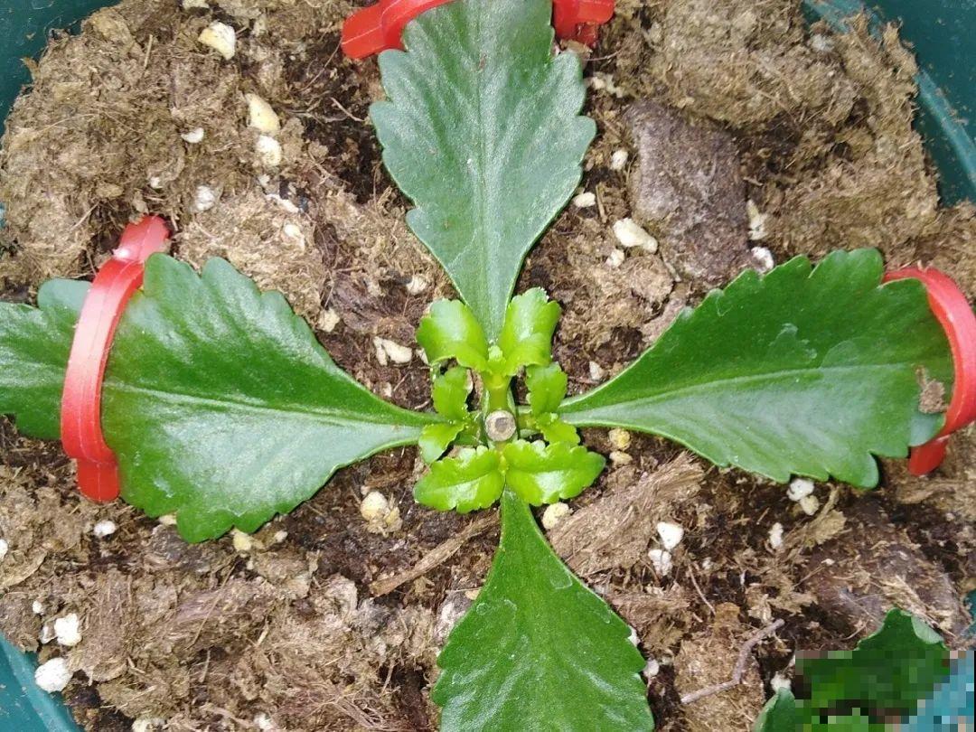 20种常见花，扦插方法大全，不用再花钱买了！