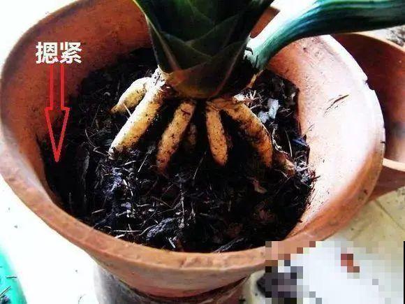 注意，绣球出现这种情况不能换盆，小心换完就死！