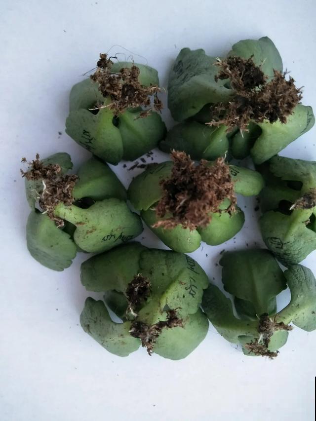 花烂根了别丢，塑料袋里捂一捂，大白根立马蹭蹭冒！