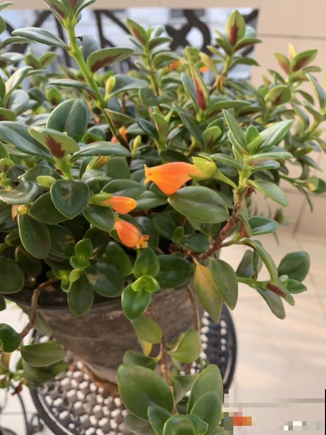 18种小众花，有趣的人都在养，开花绝对惊艳！