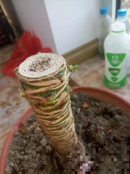 嫌花长得丑，趁现在砍头，满盆都是新叶子！