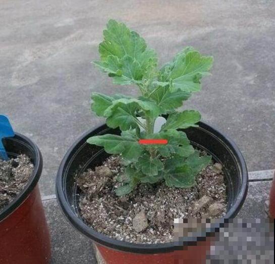 橡皮树春天要打顶，独杆变成大伞盖，叶子挤满盆！