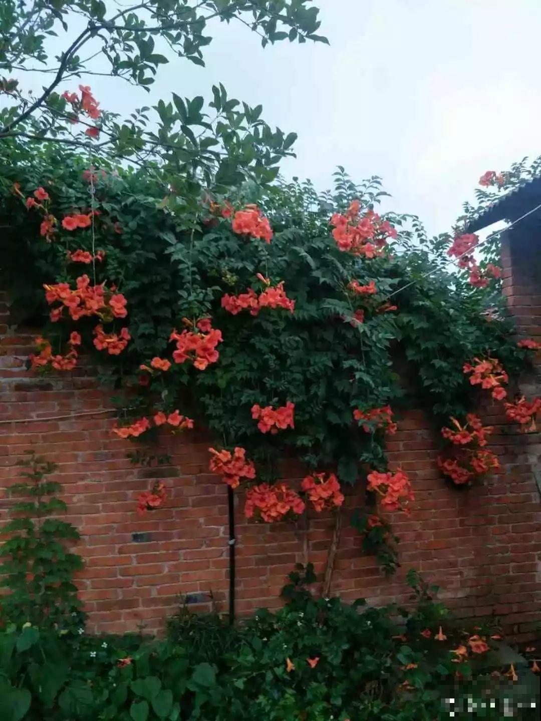 7种花要慎养，房前屋后都爬满，邻居有意见！