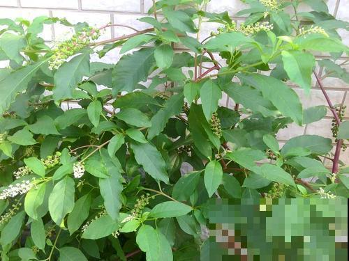 野外的金七娘，名字富贵美丽，样貌也十分出众！