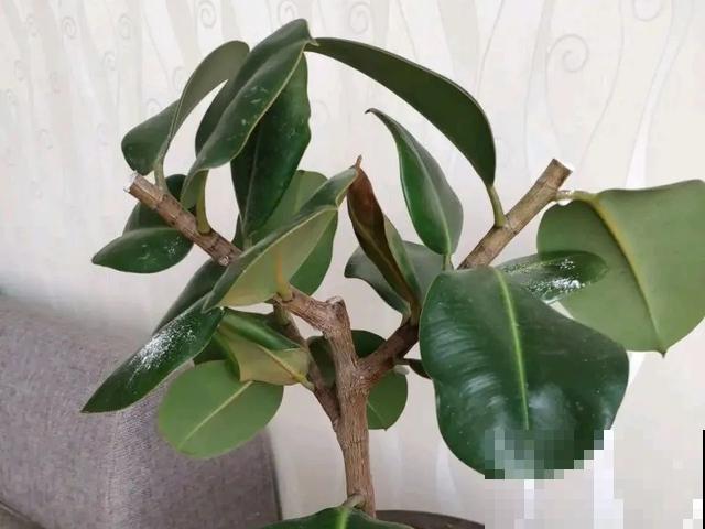 嫌花长得丑，趁现在砍头，满盆都是新叶子！