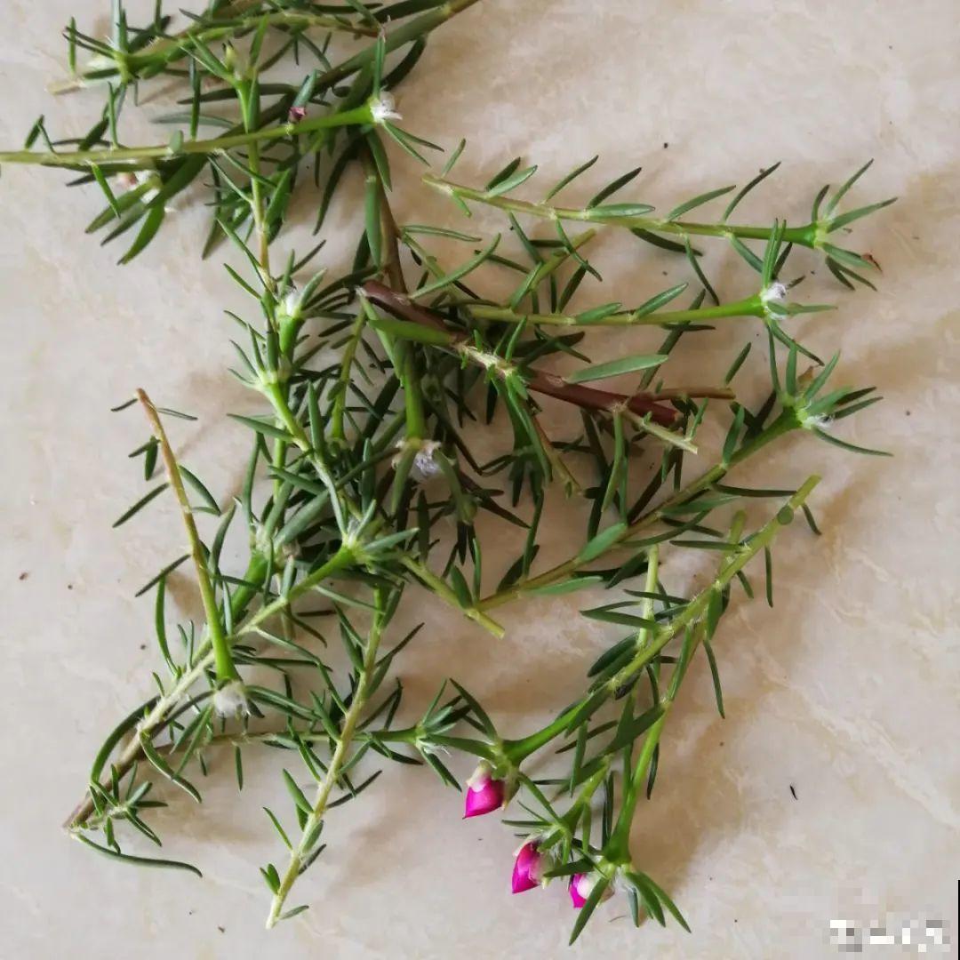 这10种花，天越热越扦插，3天冒出大白根！