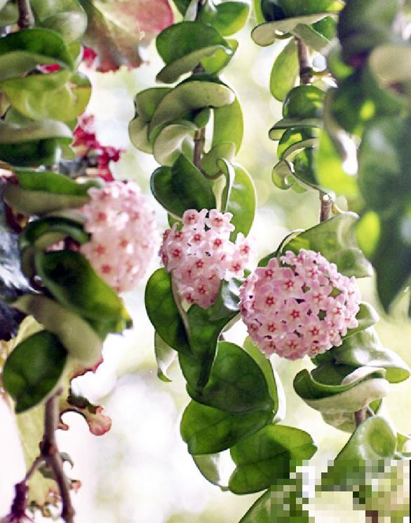 7种花要慎养，房前屋后都爬满，邻居有意见！