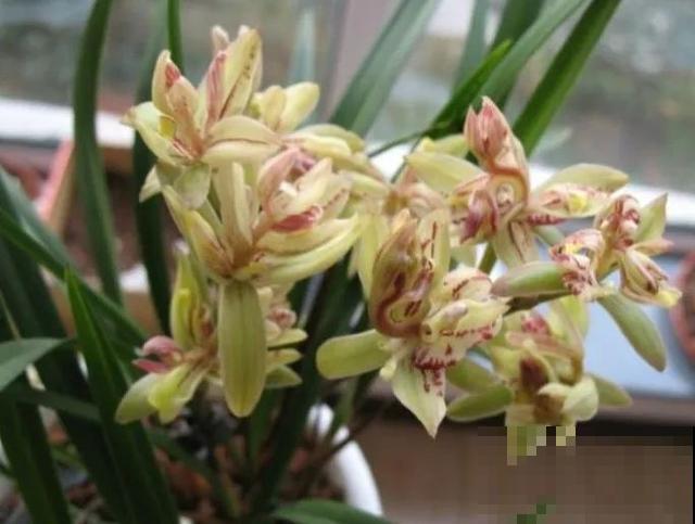 6种兰花，一开花香飘满屋，越养越值钱！