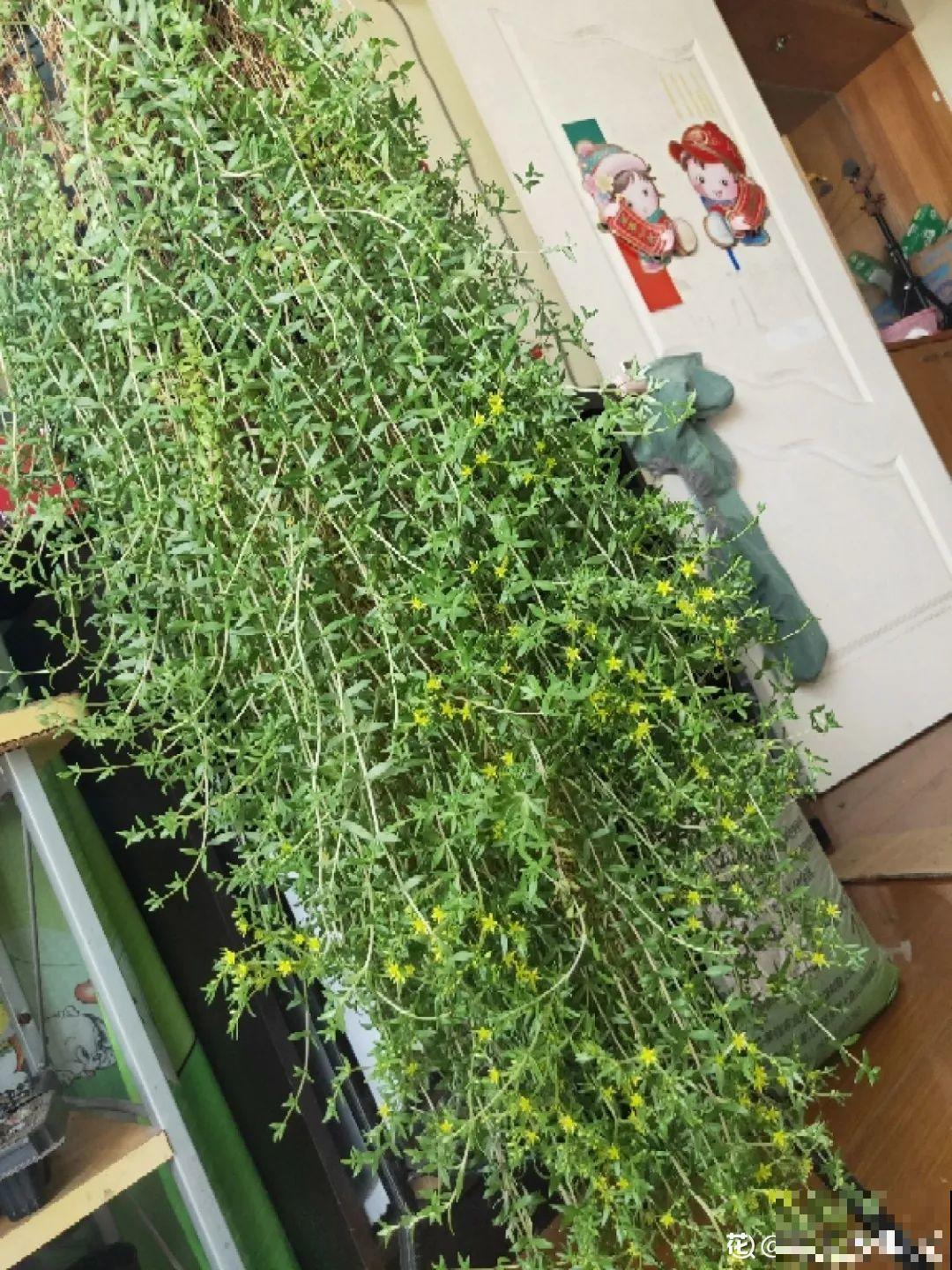 家里养盆垂吊花，呼呼长成绿帘子，看着真凉快