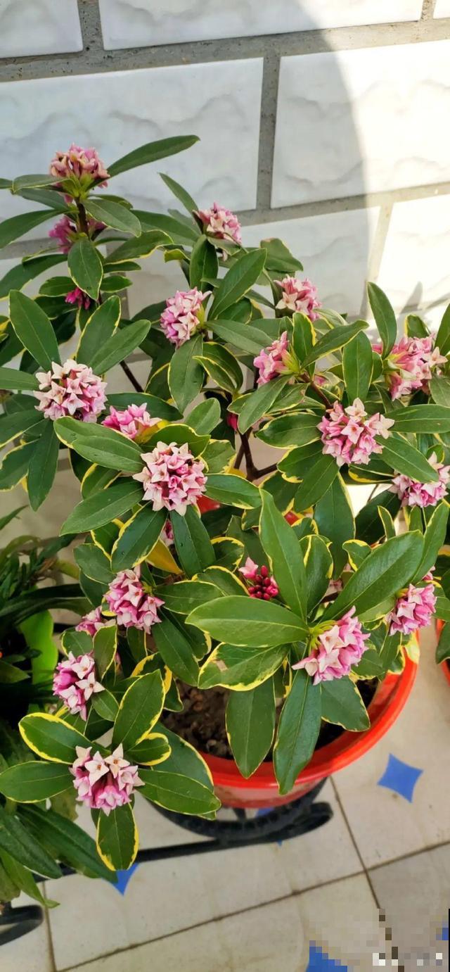 卧室别养这8种花，香得头昏脑胀，对身体有大害处！