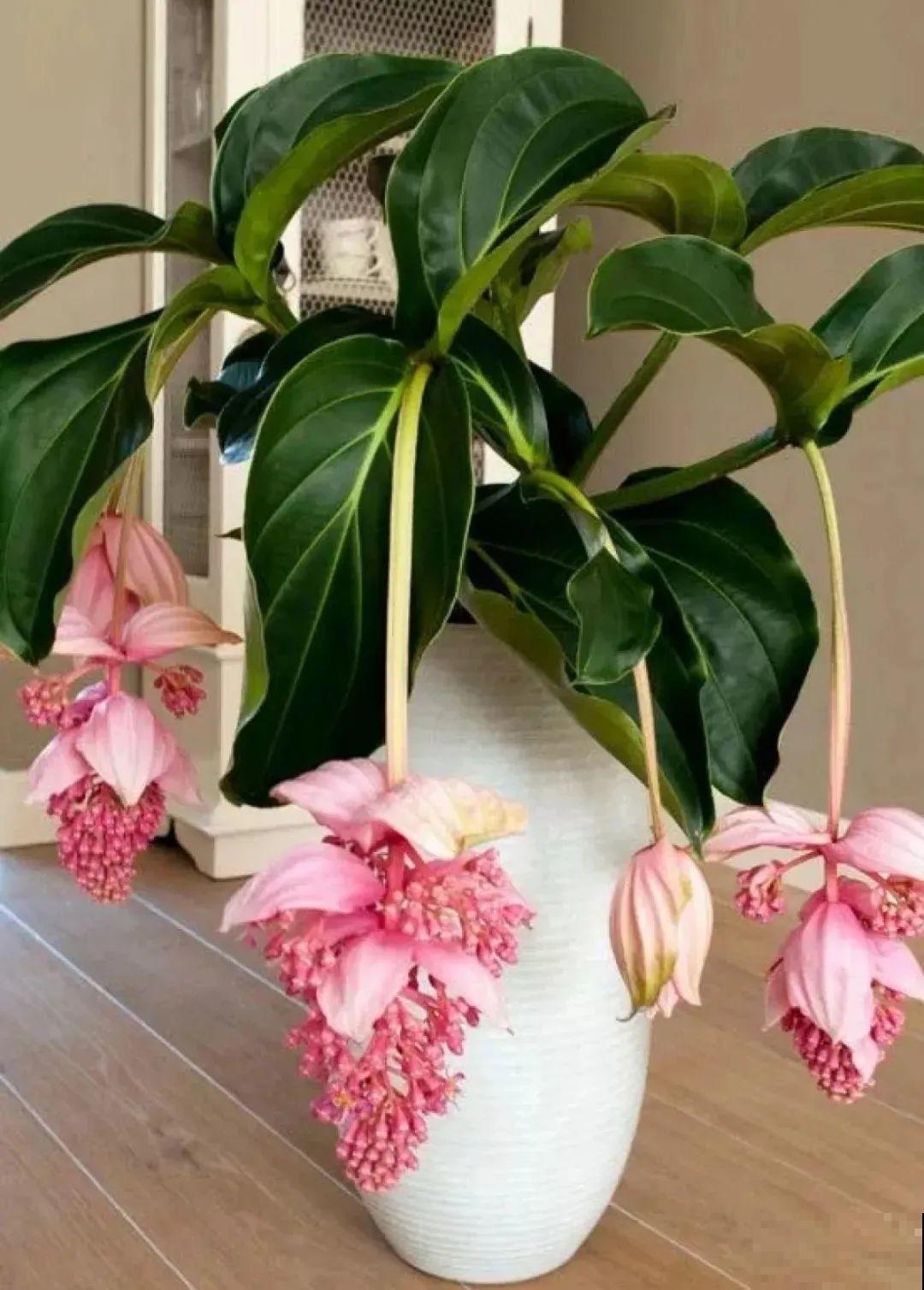 客厅养盆“贵妇花”，耐阴开花200天，特有气质！