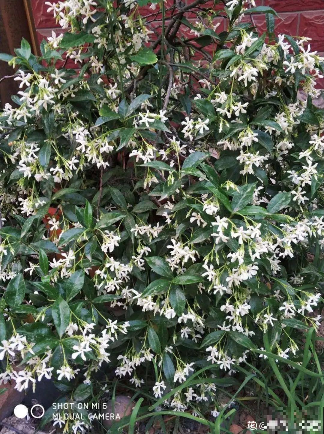 7种花要慎养，房前屋后都爬满，邻居有意见！