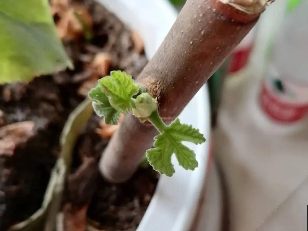 4月忙花事，修剪、扦插……现在做刚刚好！