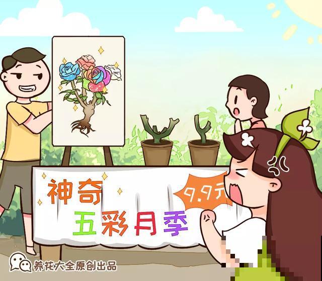 春天买花要注意，6种花千万别买，都是骗人的！