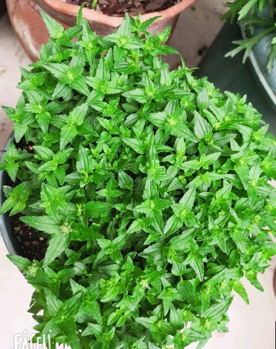 角堇矮牵牛现在马上打顶，长得一茬又一茬！