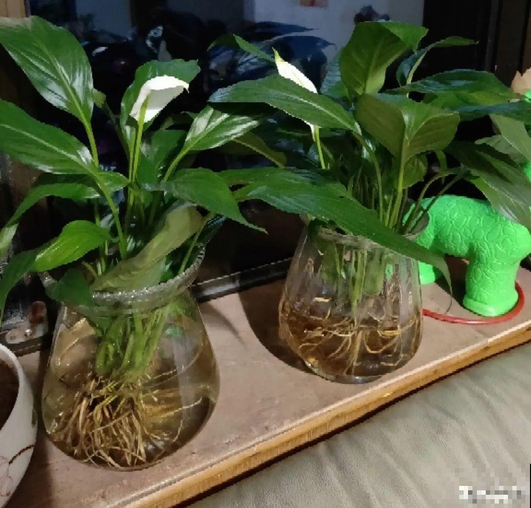 家里有这花，可以控制开花，想开几次都行！