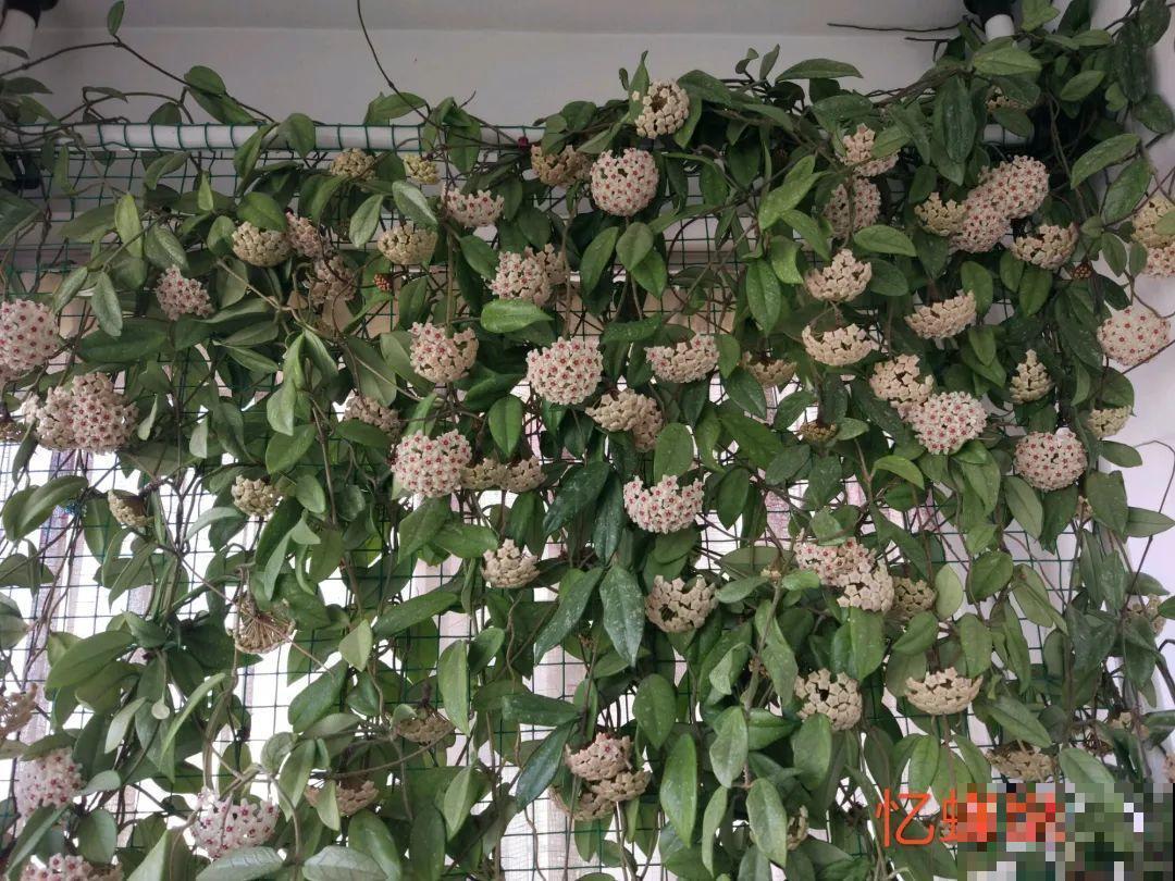 家里养盆垂吊花，呼呼长成绿帘子，看着真凉快