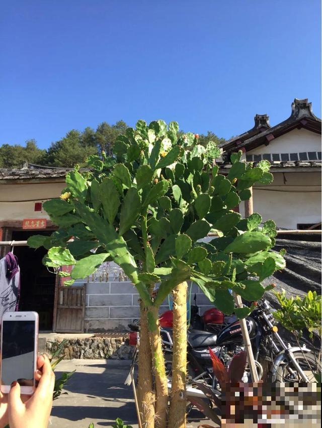 6种花能养成巨无霸，摆在家门口，路过的都称奇！