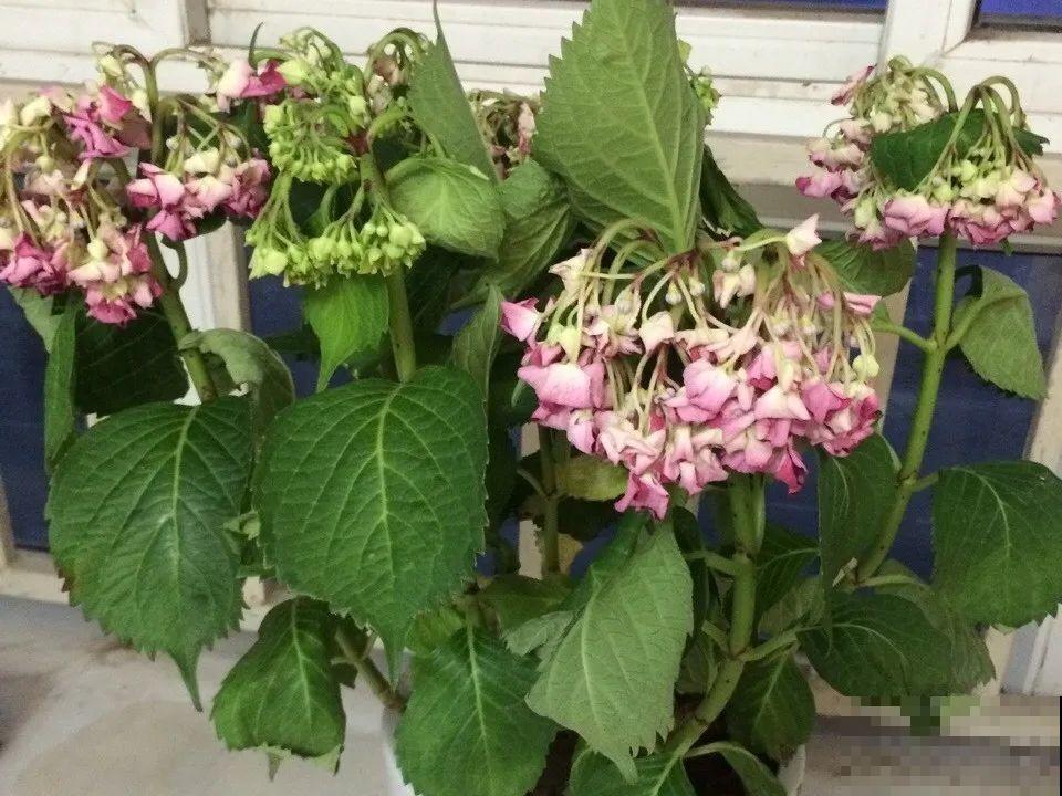 6种花一天不浇水，叶子就耷拉，缺水3天就死翘！