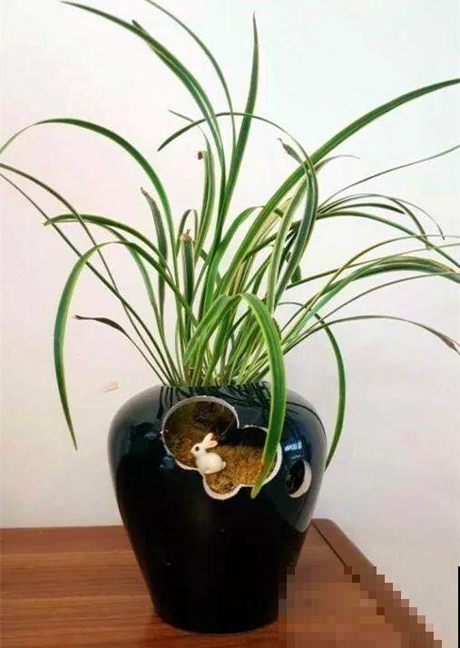 养花从不买花盆，都是这些东西做的！