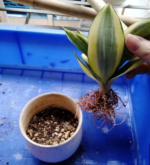 家里养盆虎皮兰，小花盆、挤着养，疯狂开花爆小崽！