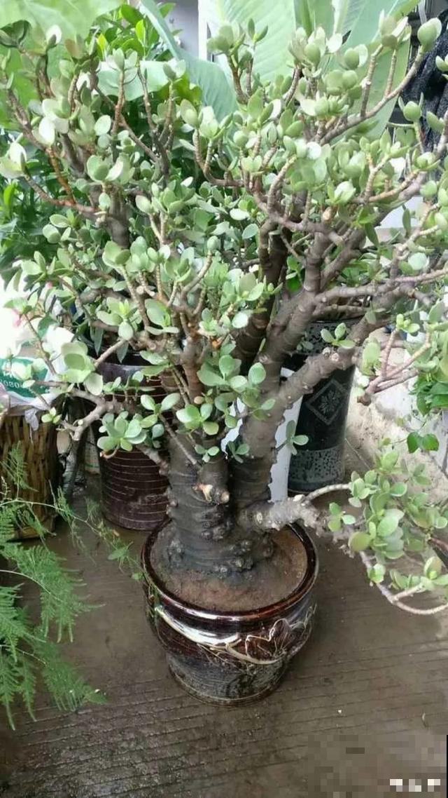 嫌花长得丑，趁现在砍头，满盆都是新叶子！