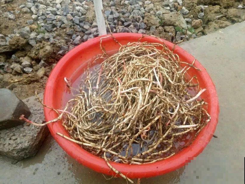 这个品种的酢浆草，发现了就得拔光，要不花都死翘翘