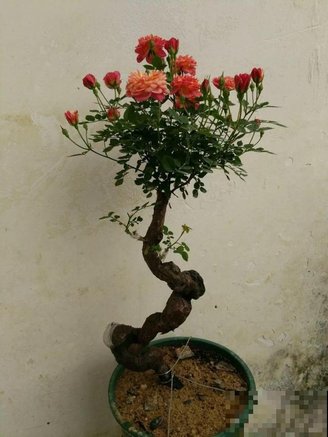 普通的月季苗，他养2年，变成一棵大花树，咋做到的？
