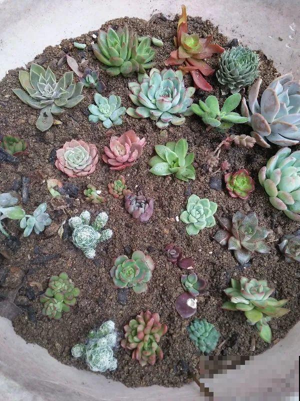 春天各种虫害来袭，花叶都要被吃没，教你新方法来杀虫！