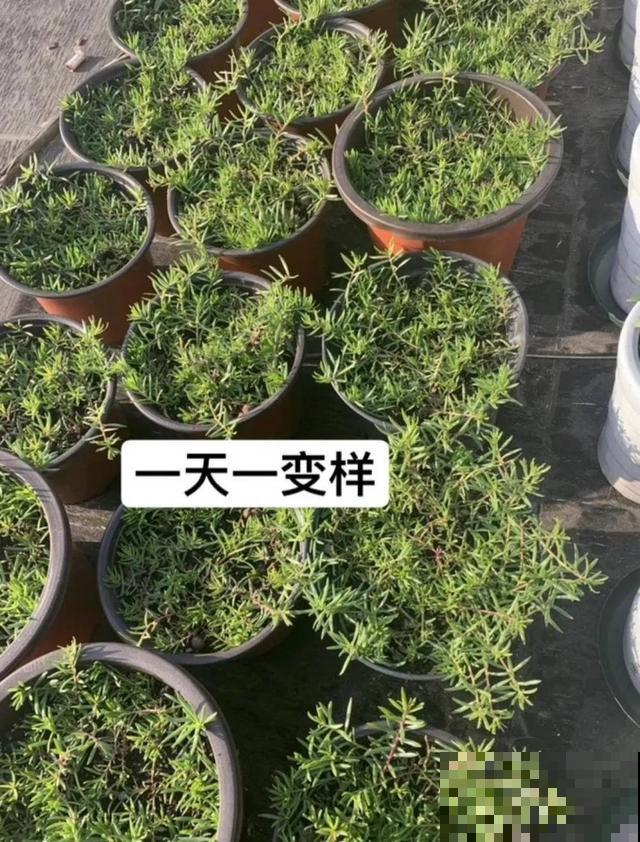 养绣球真赚了，枝条剁8段，每根都能活！