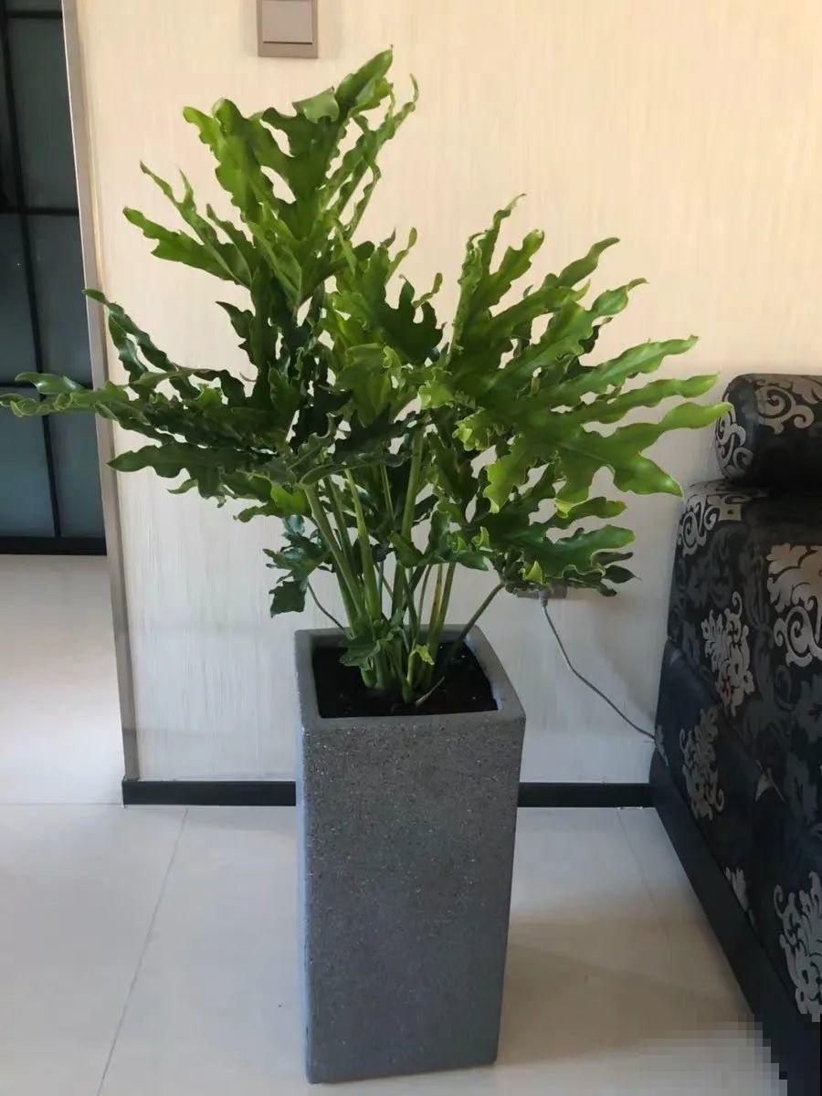 家里养盆春羽，叶子宽大油亮，摆在家里上档次