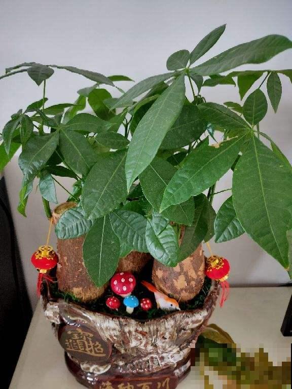 发财树过完冬天，还迟迟不发芽，就要好好催催它了！