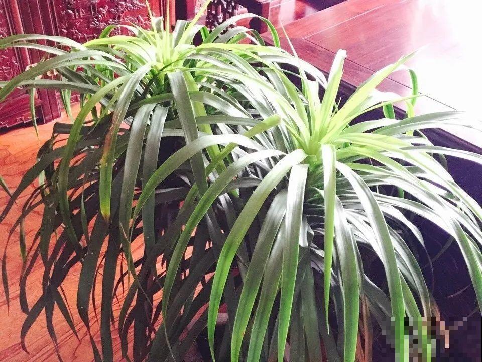 居家养花有讲究，一间房养一盆，干净又养人