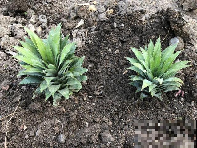 6种植物不按套路生长？你吃的水果，就是这么长出来的！