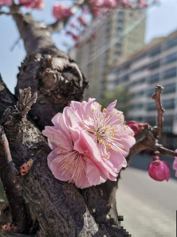 路边树开花像梅花，长的叶子像榆树，原来名字叫榆叶梅！