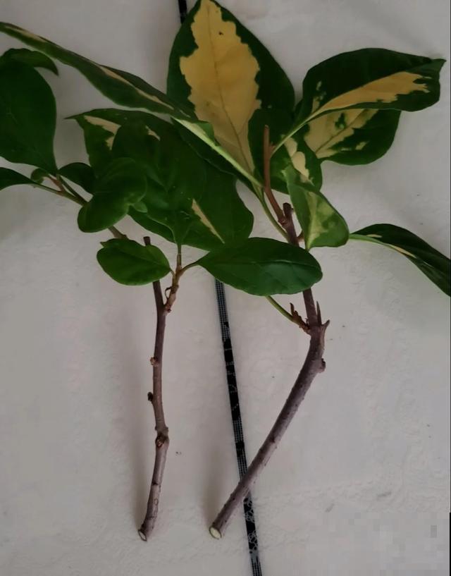 养绣球真赚了，枝条剁8段，每根都能活！