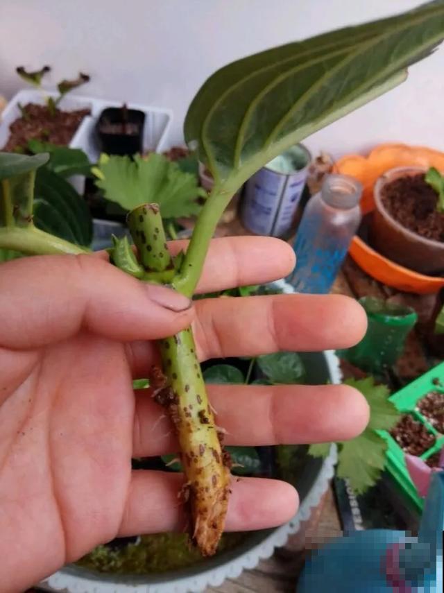 养绣球真赚了，枝条剁8段，每根都能活！