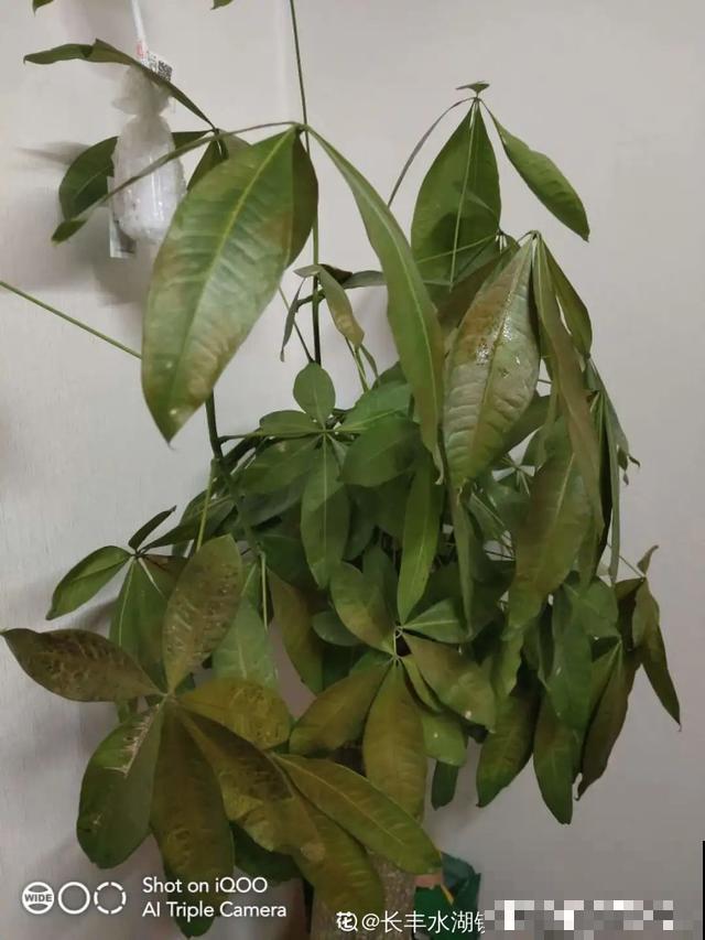 8种超难养的花，买一盆死一盆，真伤心！