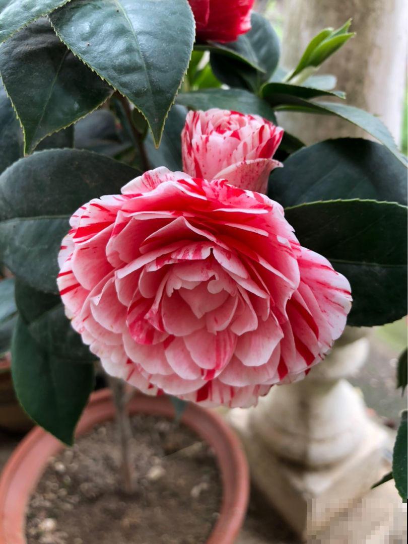 养茶花注意2方面，一树大花招来一窝蜜蜂，香味悠远惹人爱！