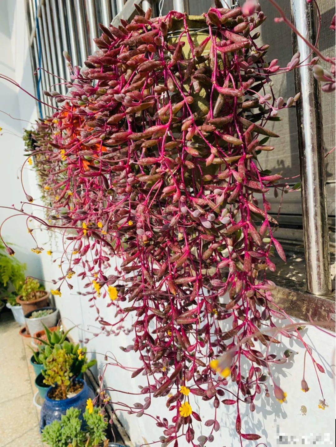 家里养盆垂吊花，呼呼长成绿帘子，看着真凉快