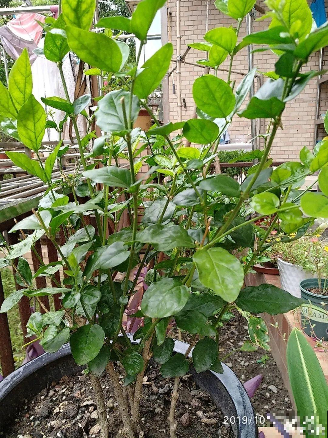 换盆的最佳时机到了，换完花儿就疯长，错过会后悔！