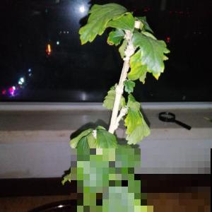 专门做啤酒的花，原来在家也能种，花穗饱满美丽！