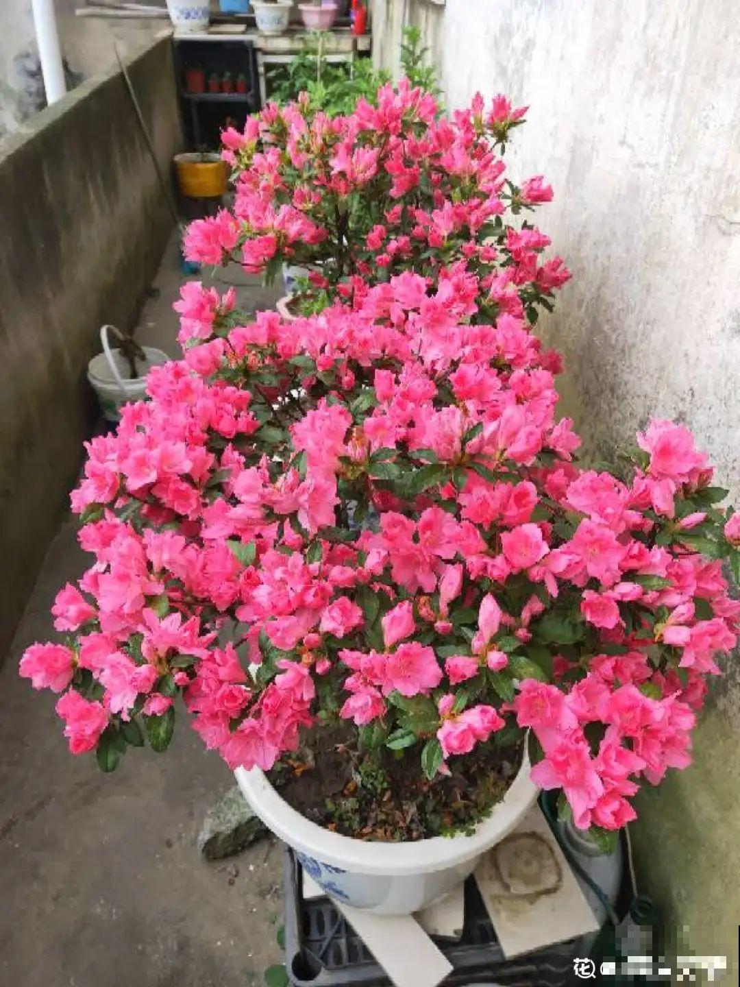 不是所有花都能喷水，这6种花要注意，喷水太多容易烂叶